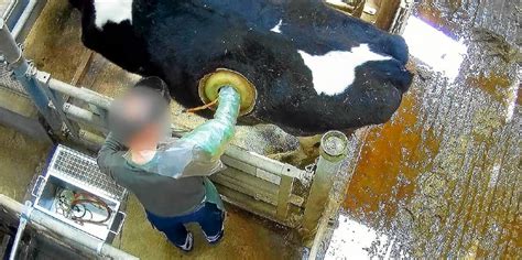 vaches à hublot info intox|L214 diffuse des images de «vaches à hublot», une pratique  .